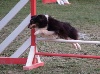  - Concours d'agility de Marignane