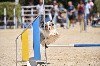  - Concours d'agility de Saint Laurent de Mure