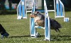  - Concours d'agility de Lorette