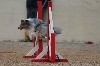  - Concours d'agility de Tarascon