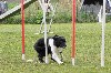  - Juji Gatamé au concours d'agility de Cannes