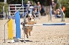  - Concours d'agility des Cadéous