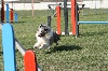  - Concours d'agility d'Arnas