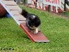  - Photo souvenir de Cheyenne en agility