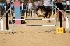  - Concours d'agility de Saint Martin de Crau