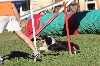  - Concours d'agility des Cadéou