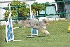  - Concours d'agility des Cadéous