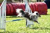  - Concours d'agility des Cadéou