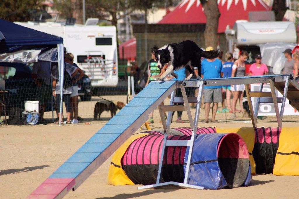 des Crocs de Provence - Concours d'agility de Cuers