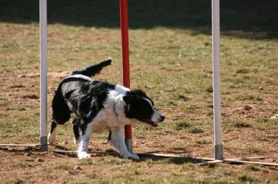 des Crocs de Provence - Concours d'agility d'Aix Sport Canin