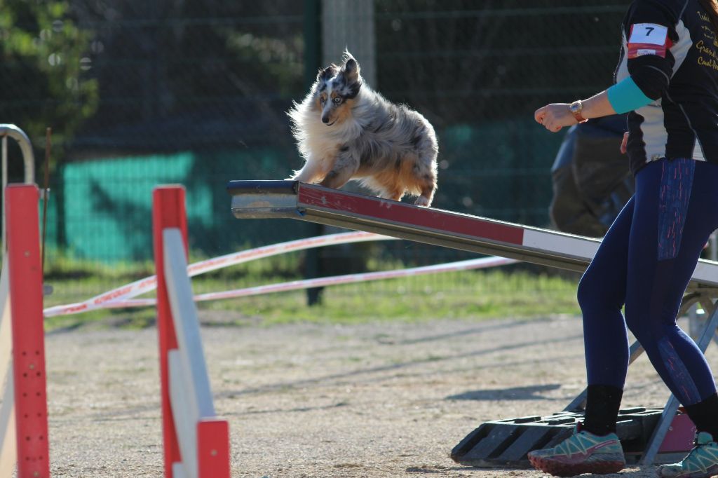 des Crocs de Provence - Concours d'agility des Cadeou