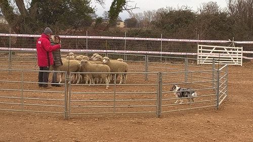 des Crocs de Provence - Stage troupeau