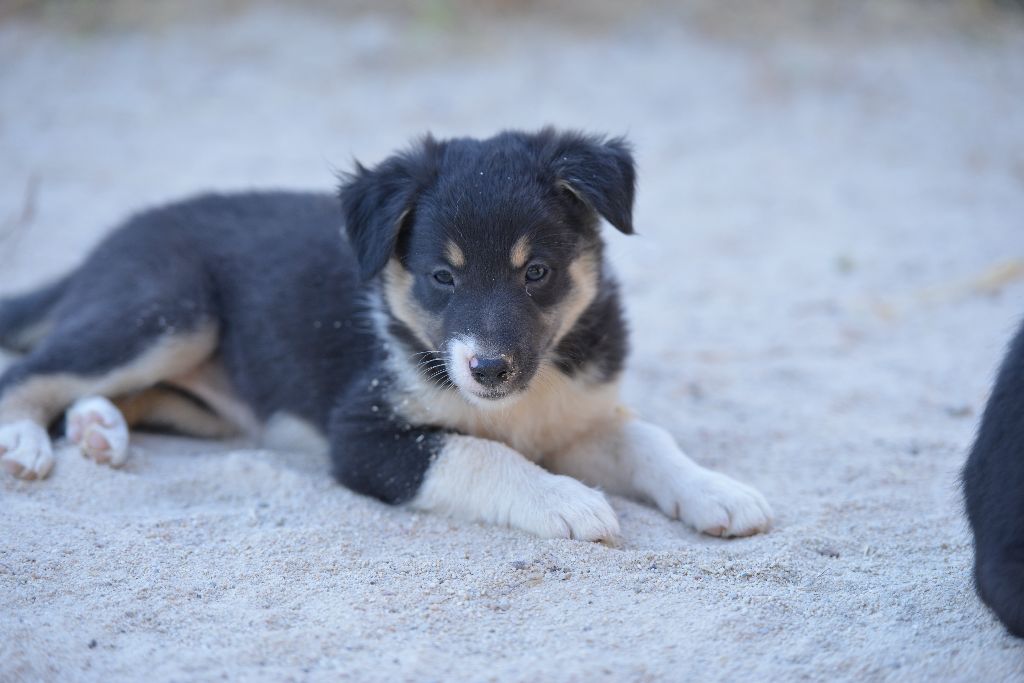 des Crocs de Provence - Les chiots ont eu 7 semaines