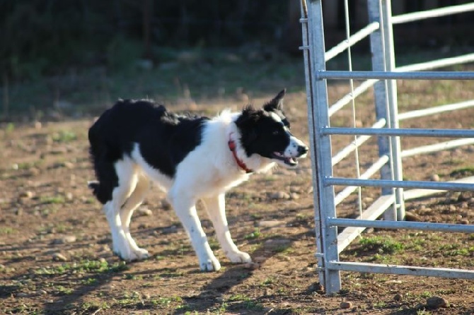 des Crocs de Provence - Stage agility