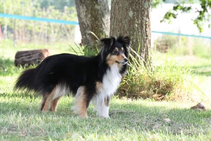 des Crocs de Provence - Brevet d'agility pour Outside