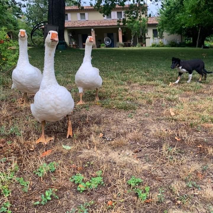 des Crocs de Provence - Des nouvelles de Reflex