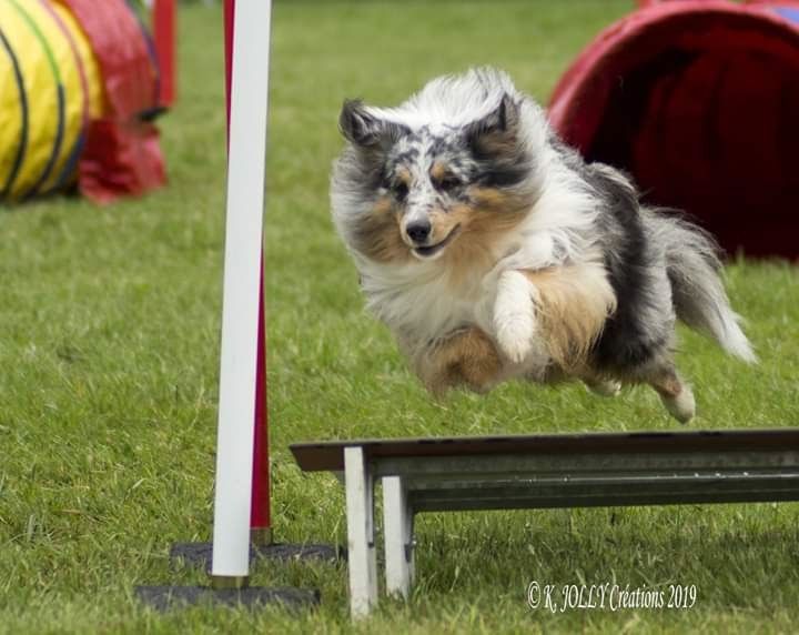 des Crocs de Provence - N'Joy au Championnat de France d'agility des Grades 2