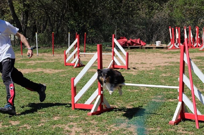 des Crocs de Provence - Stage agility