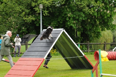 des Crocs de Provence - Brevet d'agility pour Féline