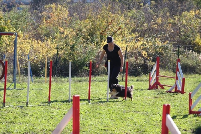 des Crocs de Provence - Concours d'agility de Néronde