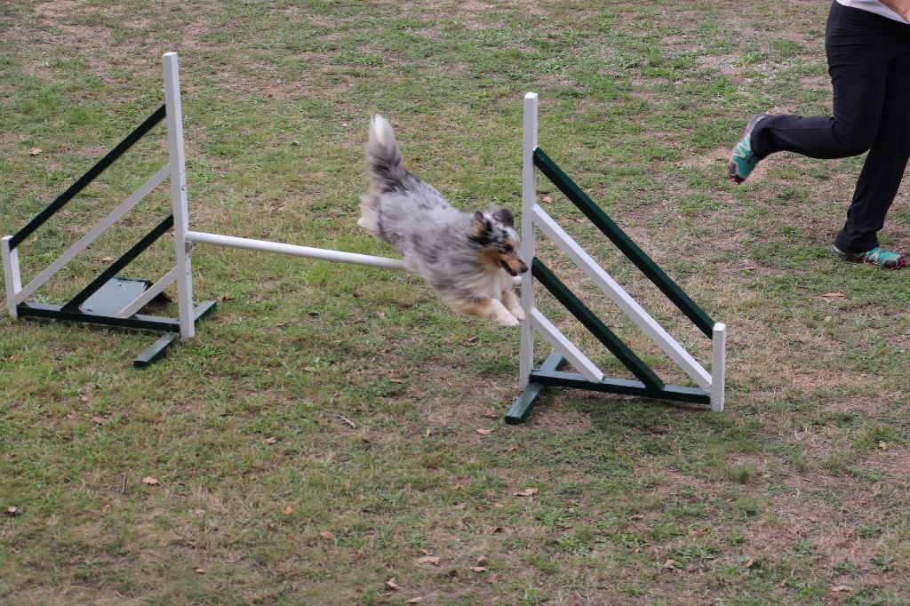 des Crocs de Provence - Concours d'agility de Longechenal