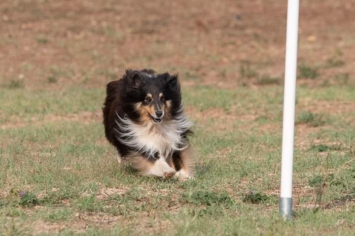 des Crocs de Provence - Concours d'agility d'Eurocopter