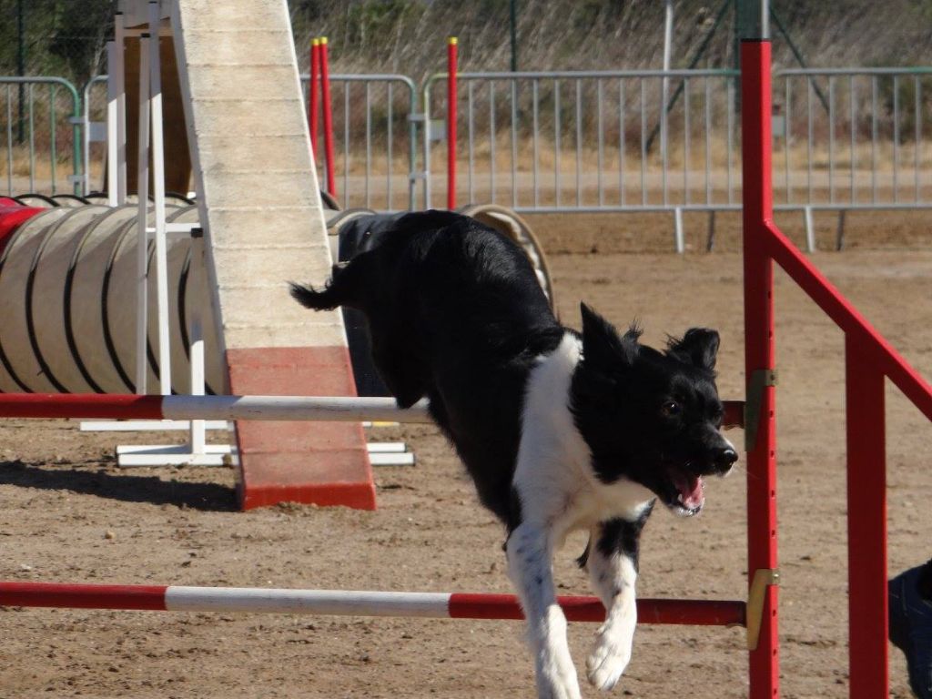 des Crocs de Provence - Concours d'agility de Saint Etienne de Crossey