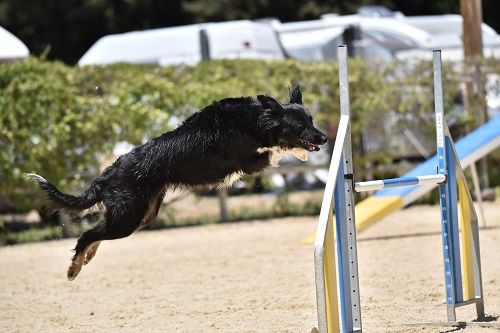 des Crocs de Provence - Concours d'agility de Miramas