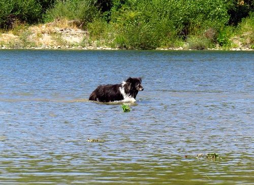 des Crocs de Provence - Sortie dans la Durance