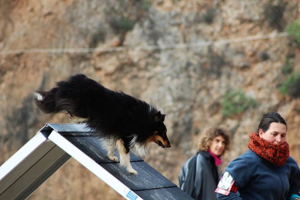 des Crocs de Provence - Concours d'agility d'Aubenas