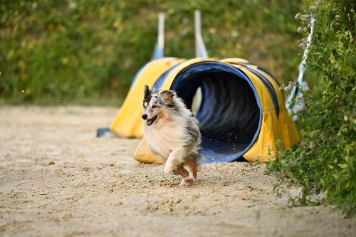 des Crocs de Provence - Concours d'agility de Saint Martin de Crau