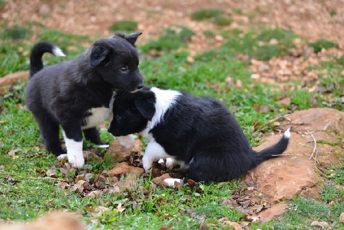 des Crocs de Provence - Les chiots ont 5 semaines