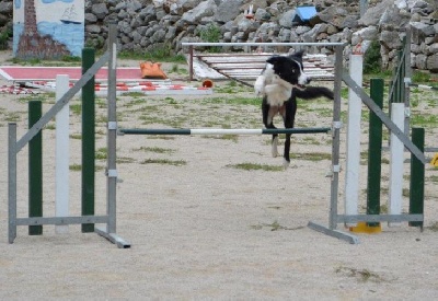 des Crocs de Provence - Concours d'agility de Monaco