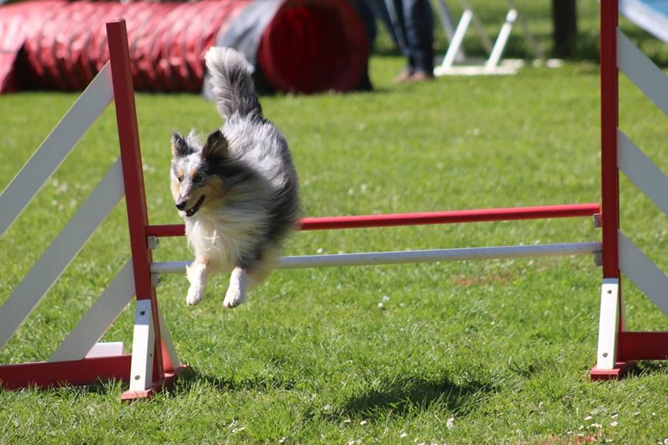 des Crocs de Provence - Concours d'agility de Malvalette