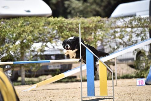 des Crocs de Provence - Concours d'agility d'Arles