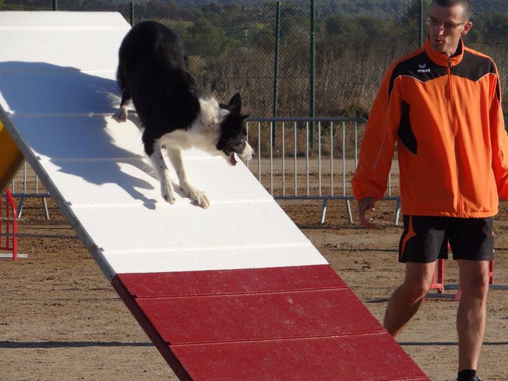 des Crocs de Provence - Concours d'agility du GAD