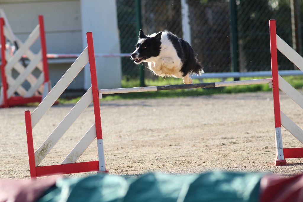 des Crocs de Provence - Concours d'agility d'Eurocopter