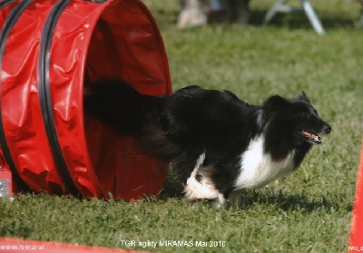 des Crocs de Provence - Concours d'agility de Bompas