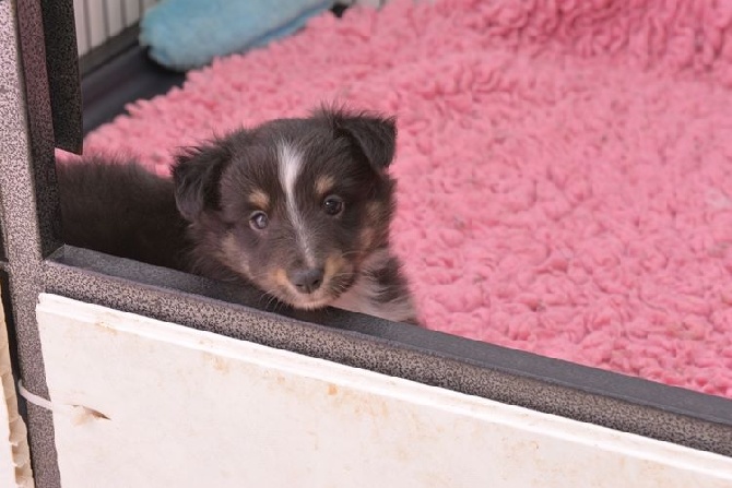 des Crocs de Provence - Les chiots ont 5 semaines