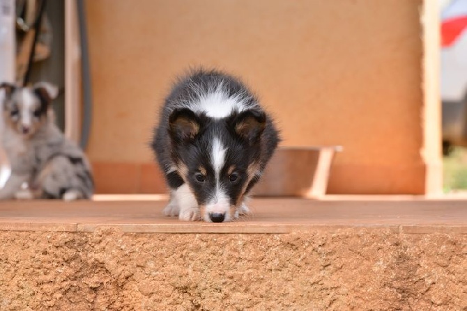 des Crocs de Provence - Les chiots de Flèche ont 7 semaines