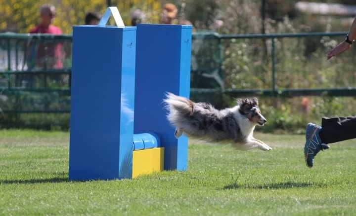 des Crocs de Provence - Maenerys au concours d'agility des Pennes Mirabeau