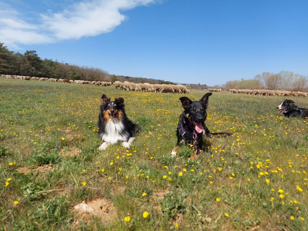 des Crocs de Provence - Des nouvelles de Sao