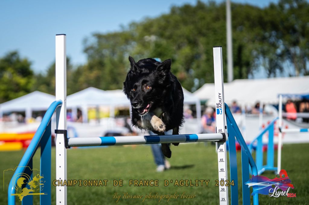 des Crocs de Provence - Concours d'agility d'Aubagne