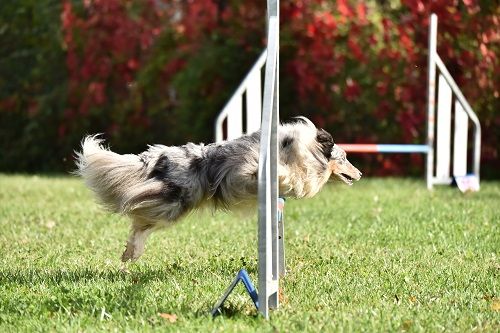 des Crocs de Provence - June au concours d'agility des Cadéou