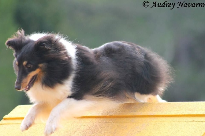 des Crocs de Provence - Concours d'agility de Brignoles