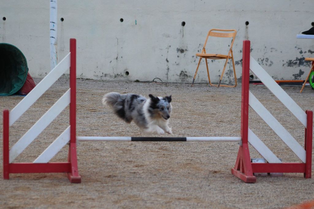 des Crocs de Provence - Concours d'agility d'Aubenas