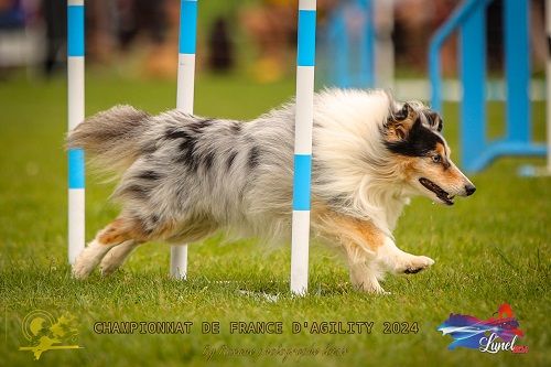 des Crocs de Provence - Championnat de France d'agility des Bergers des Shetland 2024