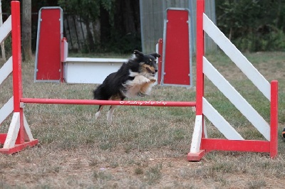 des Crocs de Provence - Concours d'agility de Béziers