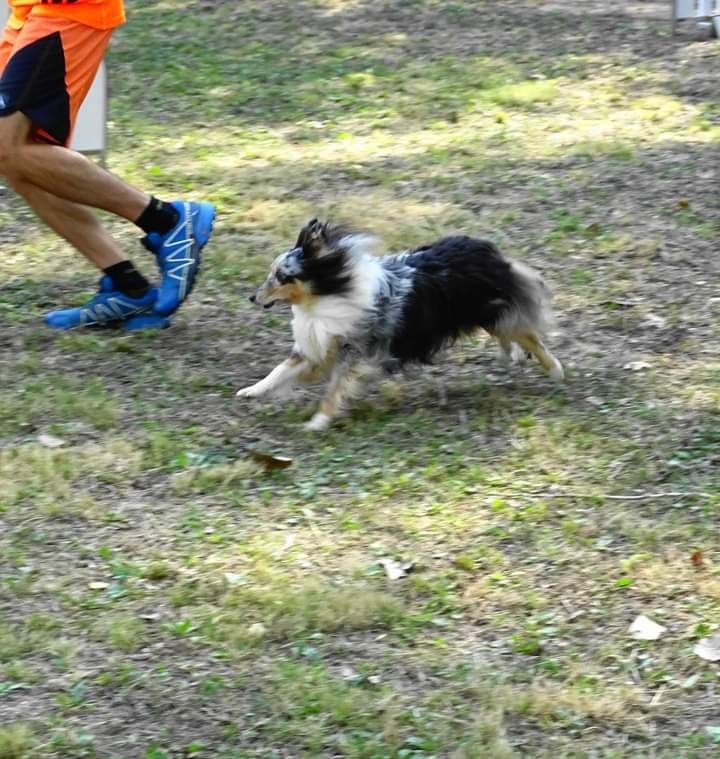 des Crocs de Provence - Concours d'agility de Carcassonne