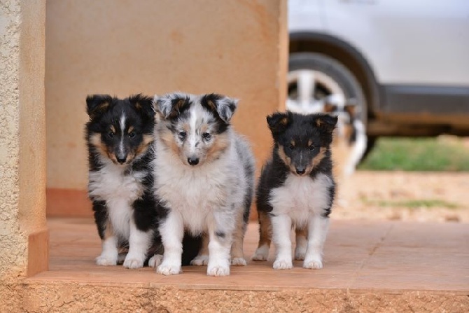 des Crocs de Provence - Les chiots de Jen ont 8 semaines